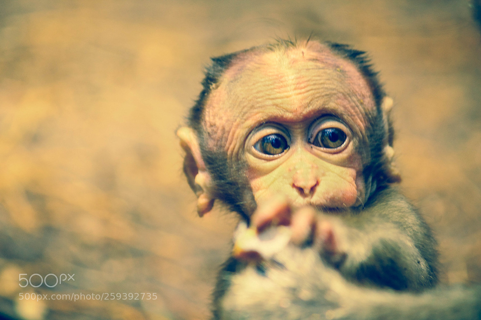 Canon EOS 1100D (EOS Rebel T3 / EOS Kiss X50) sample photo. Monkey kid closeup photography