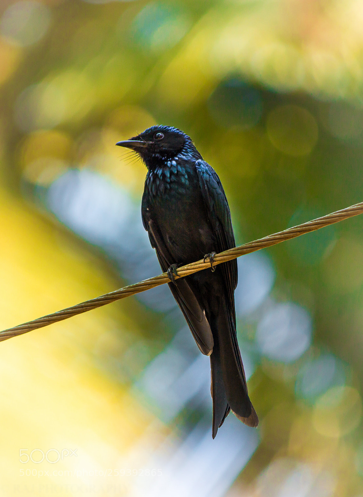 Canon EOS 600D (Rebel EOS T3i / EOS Kiss X5) sample photo. Common drongo photography