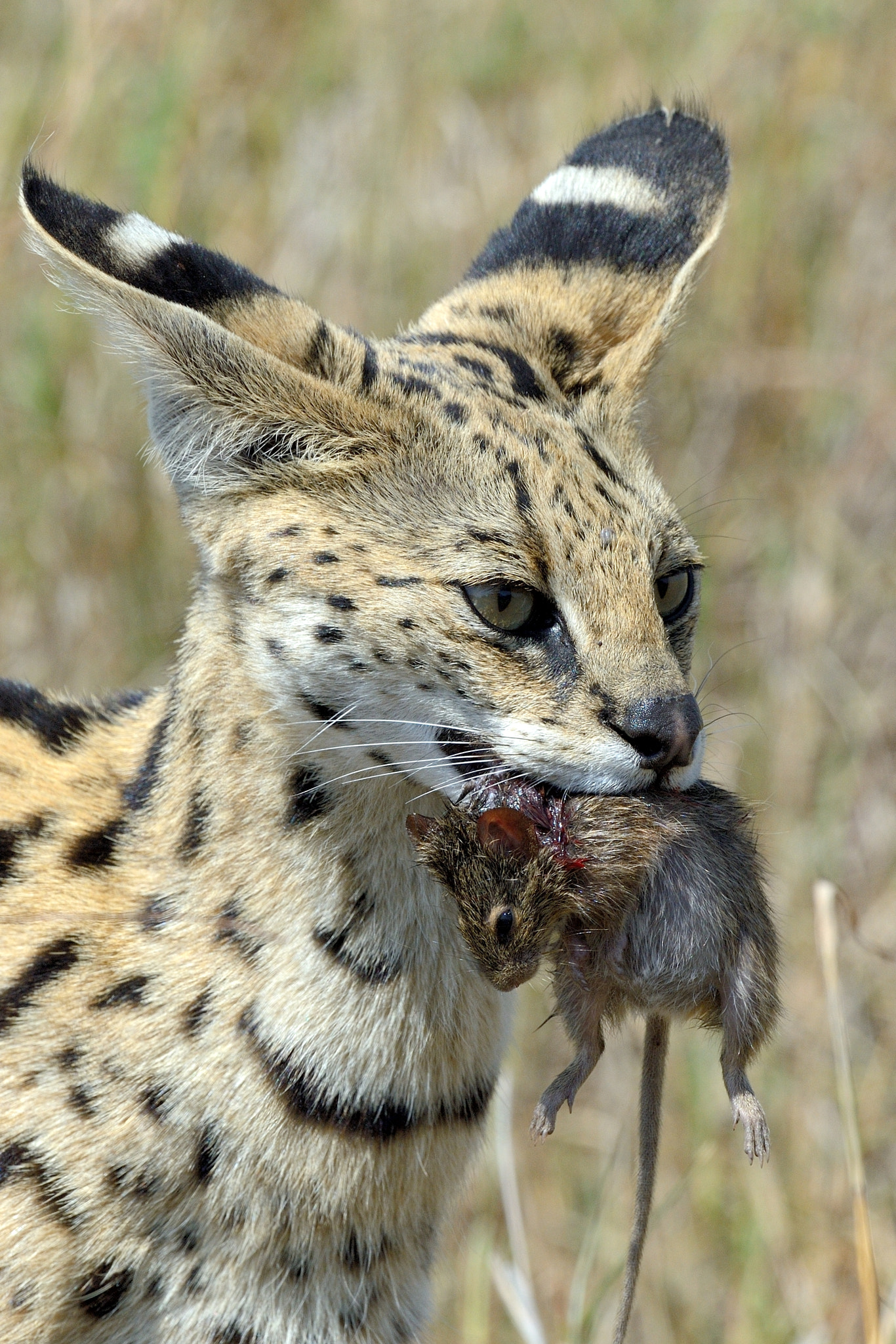 Nikon AF-S Nikkor 500mm F4G ED VR sample photo. Successful hunt photography