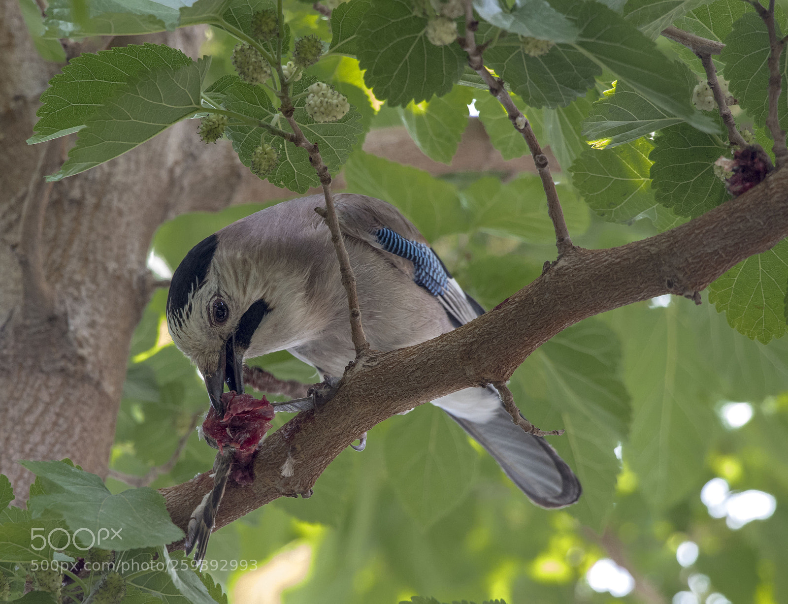 Canon EOS 77D (EOS 9000D / EOS 770D) sample photo. Alakarga photography