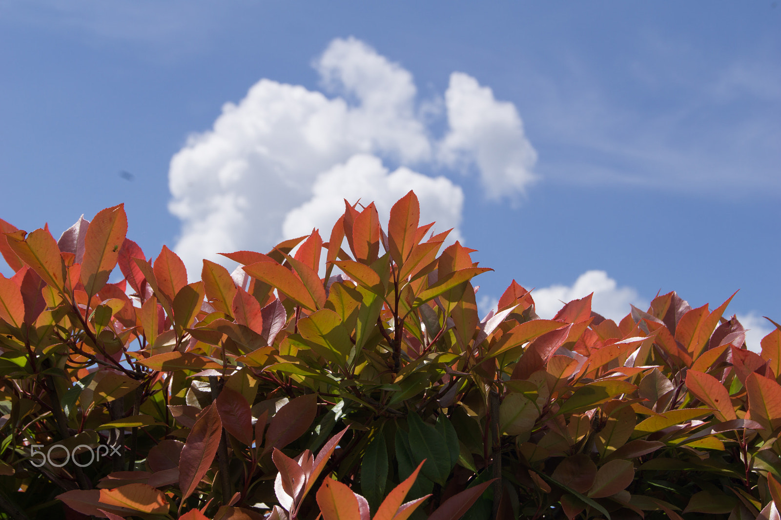 Sony a5100 sample photo. My garden flowers photography