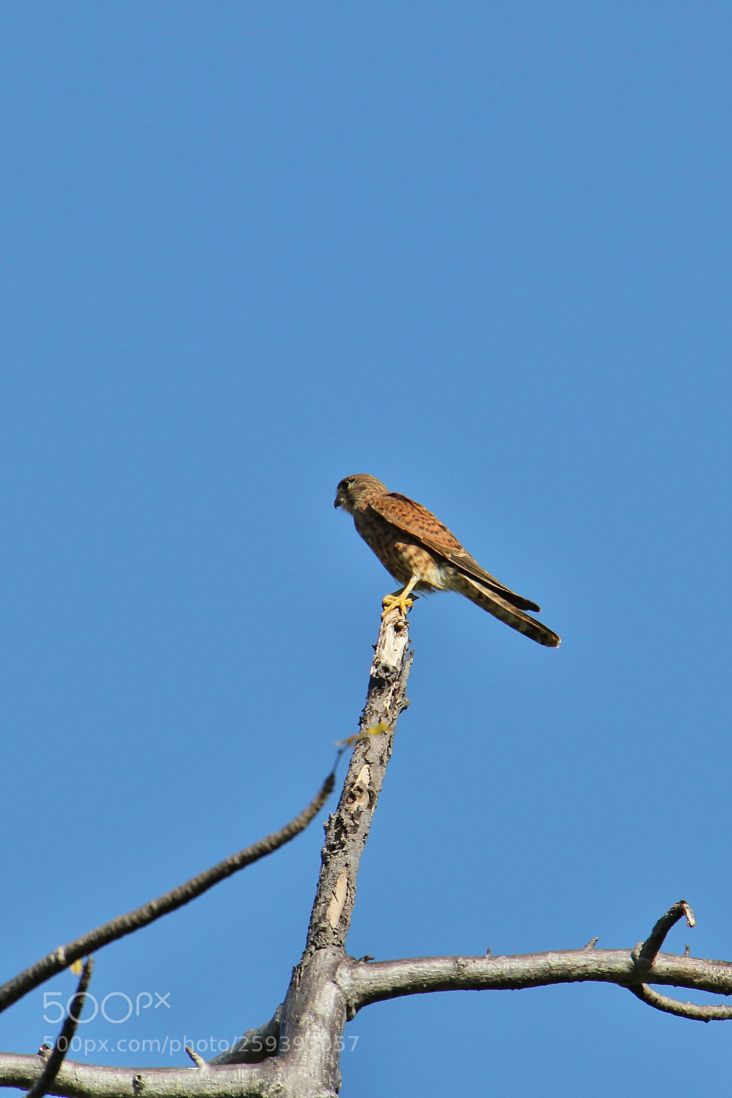 Canon EOS 500D (EOS Rebel T1i / EOS Kiss X3) sample photo. Madagaskar () photography