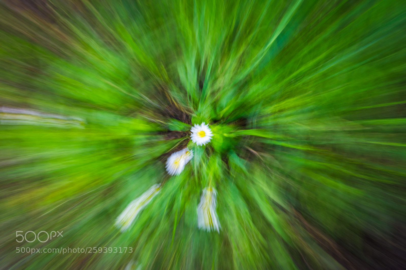 Nikon D7200 sample photo. Daisies photography