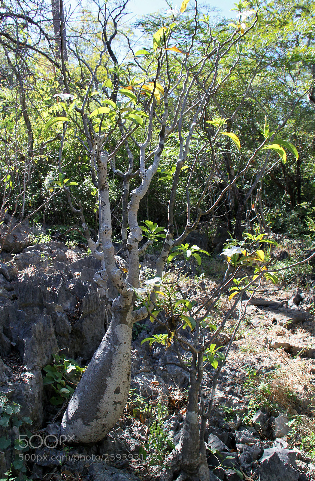 Canon EOS 500D (EOS Rebel T1i / EOS Kiss X3) sample photo. Madagaskar () photography