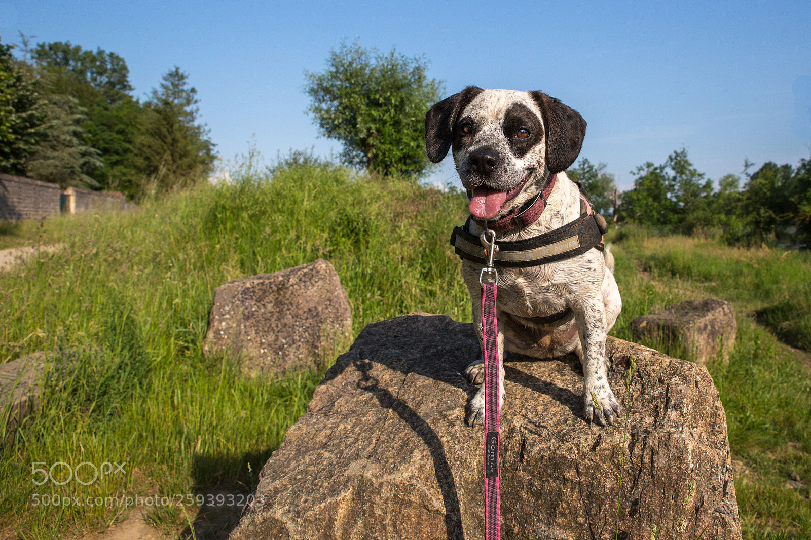 Canon EOS 6D sample photo. Sittin' on the top photography