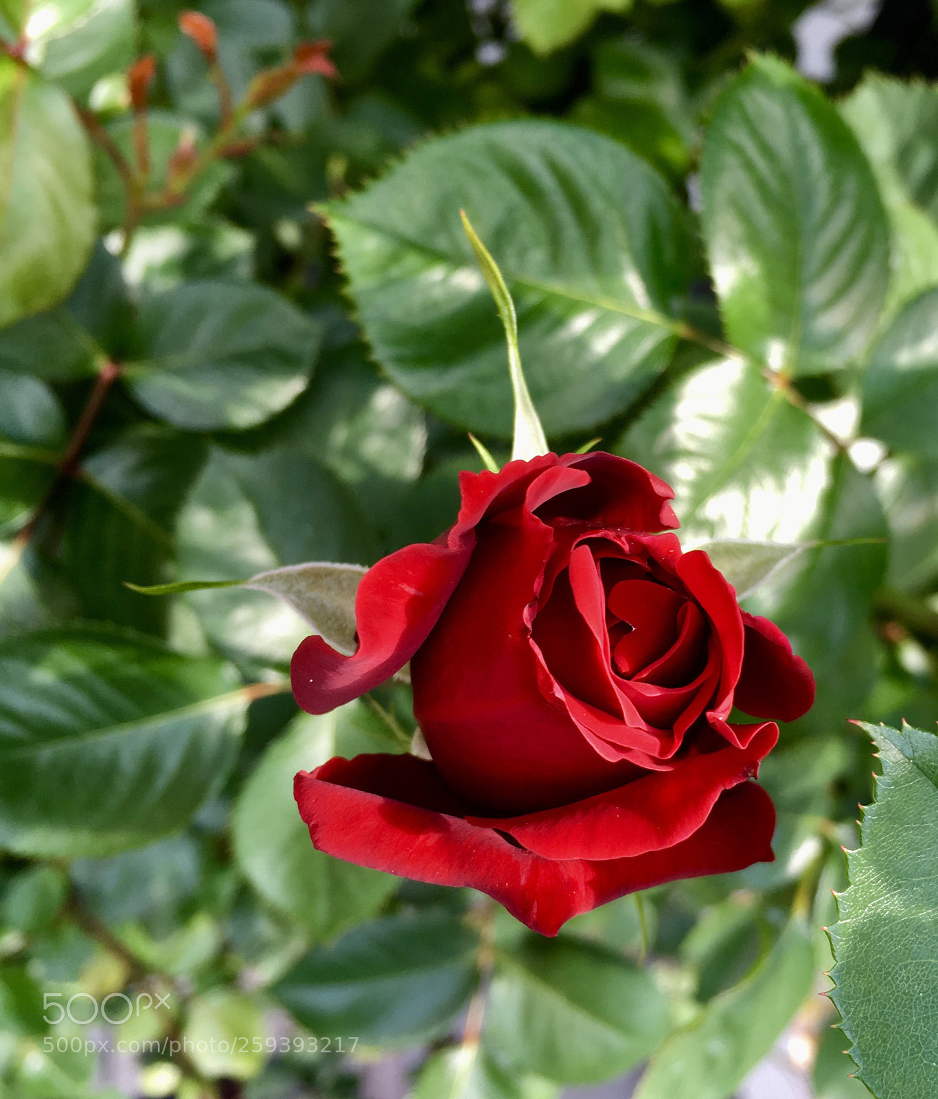 Apple iPhone SE sample photo. Rose photography