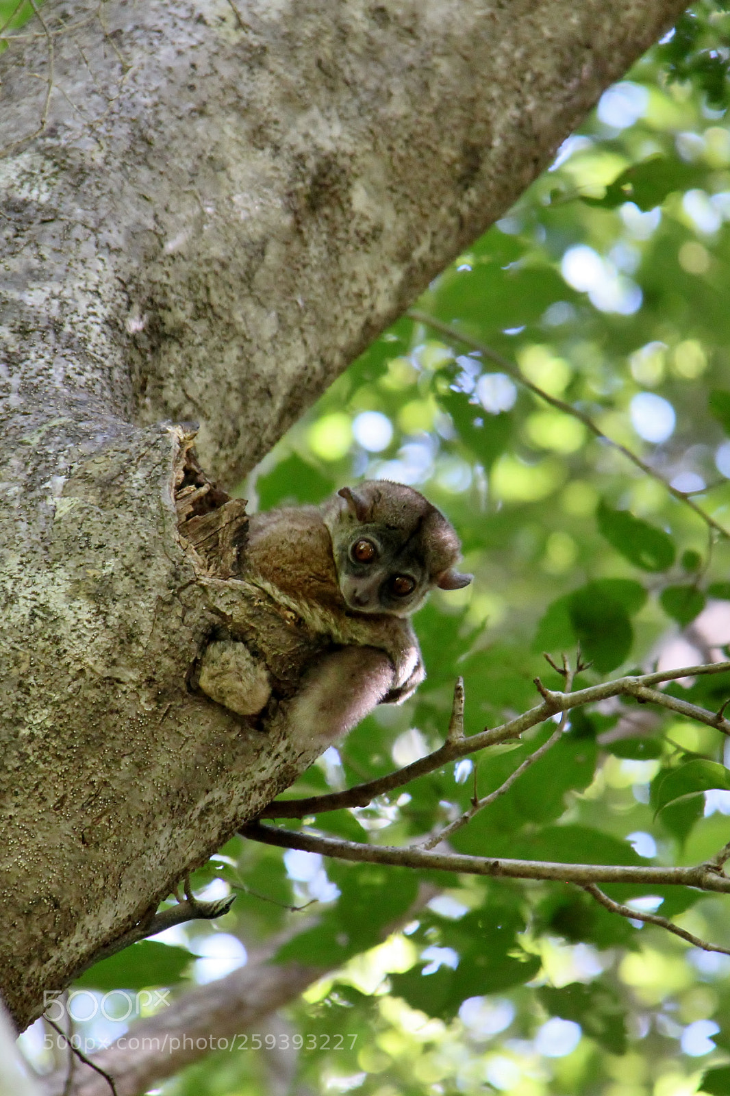 Canon EOS 500D (EOS Rebel T1i / EOS Kiss X3) sample photo. Madagaskar () photography