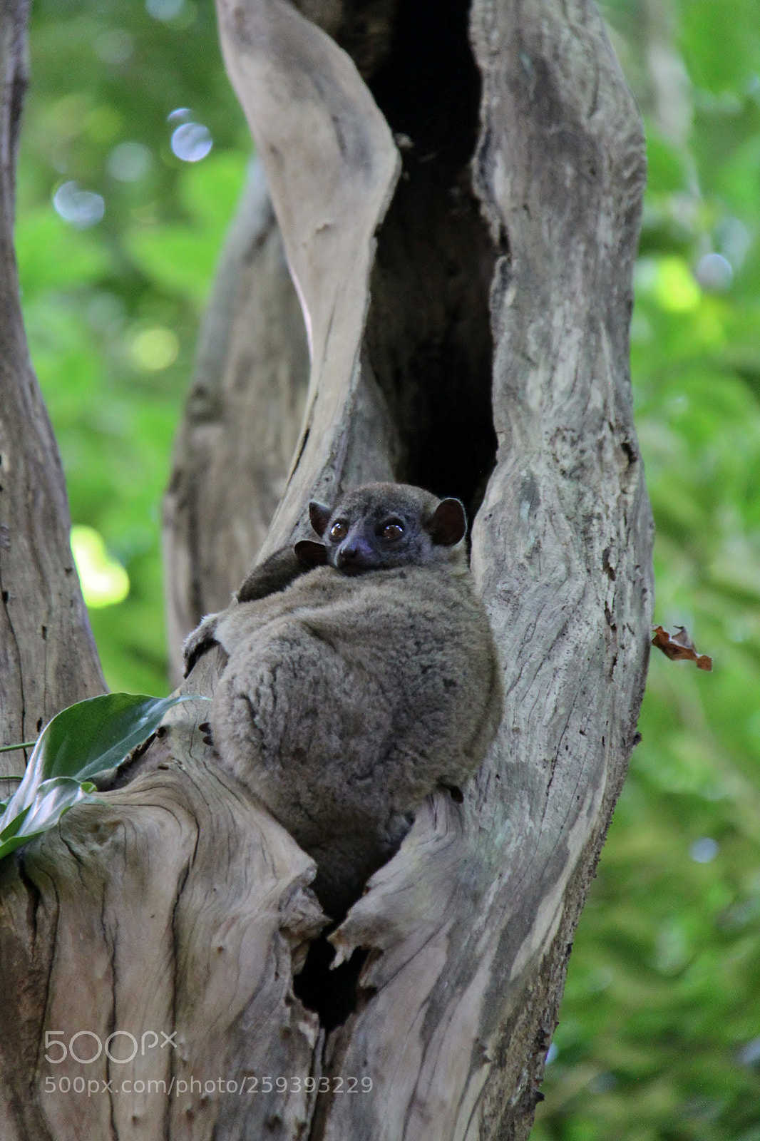 Canon EOS 500D (EOS Rebel T1i / EOS Kiss X3) sample photo. Madagaskar () photography