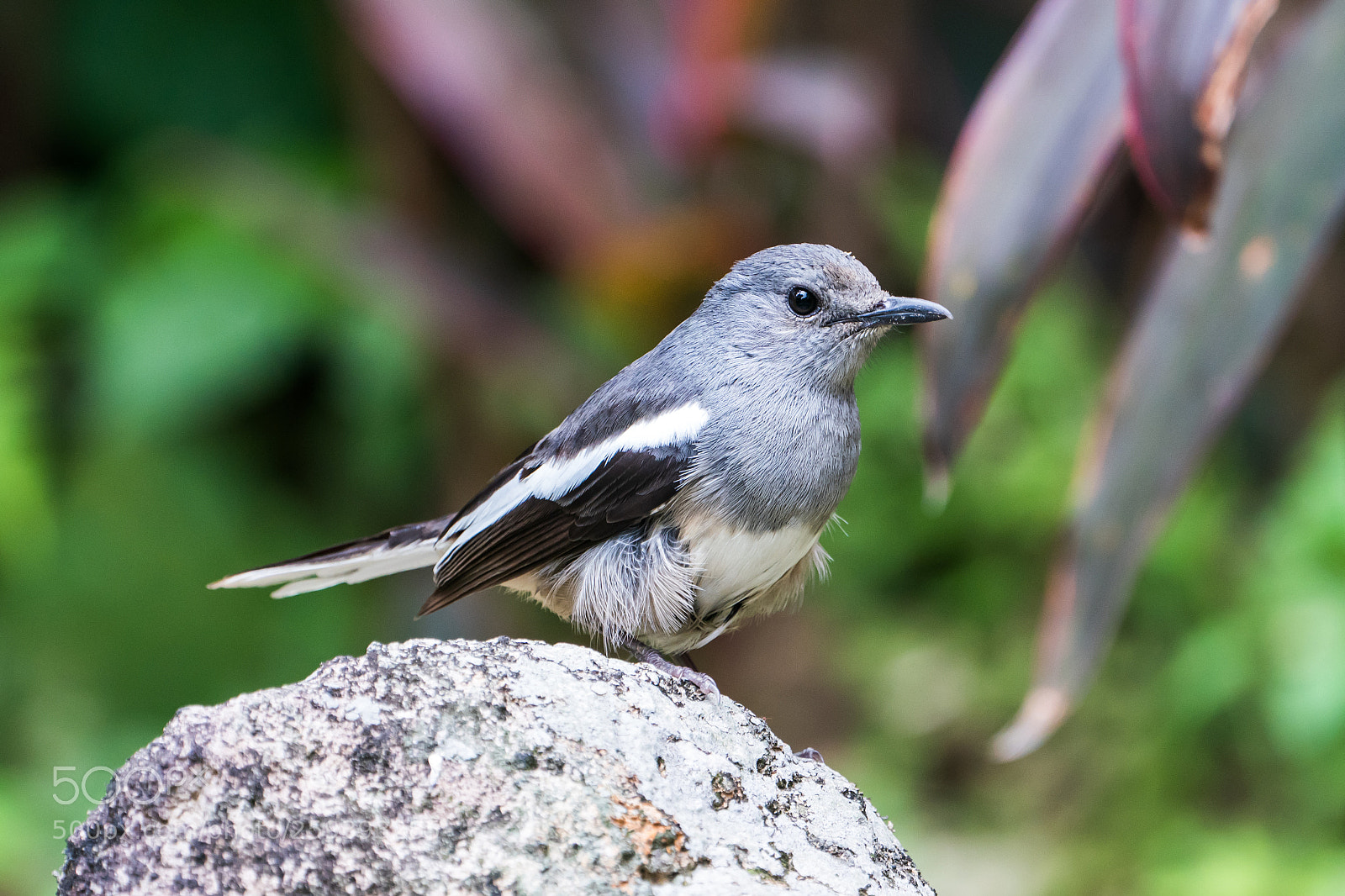 Sony a9 sample photo. 鵲鴝 copsychus saularis photography