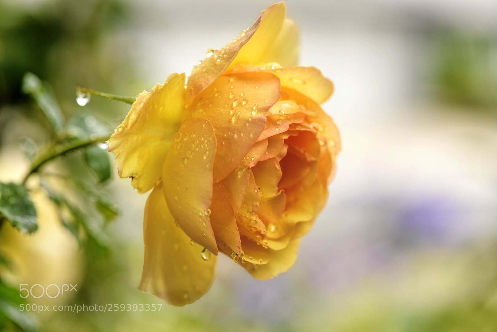 Nikon D810 sample photo. April showers bring..... photography