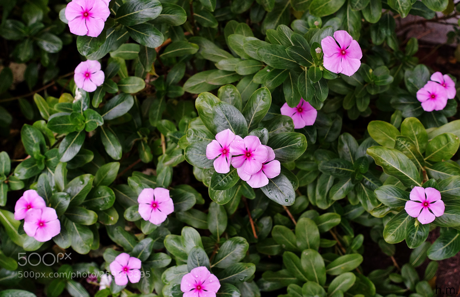 Sony Cyber-shot DSC-RX100 III sample photo. Fbf o () photography