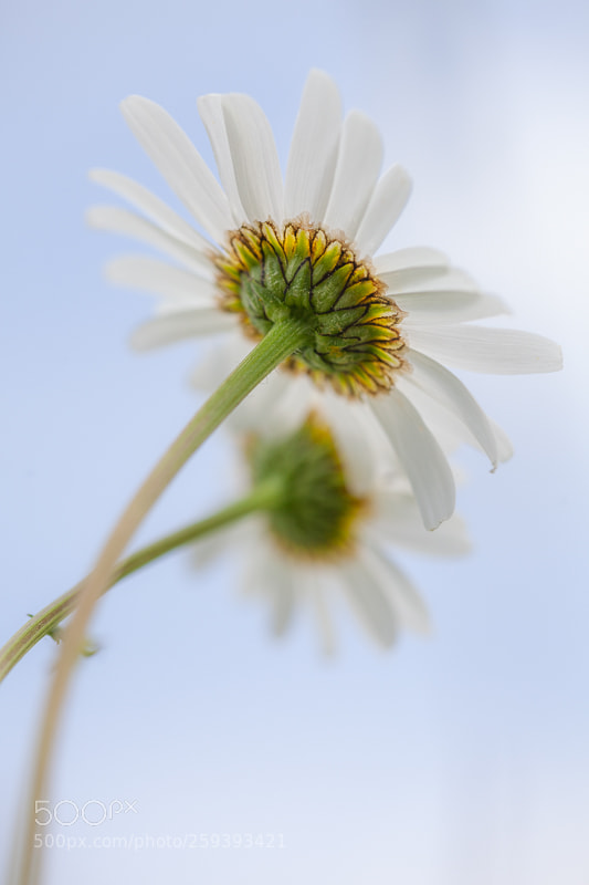 Canon EOS 5D Mark II sample photo. Oxeye daisy in the photography