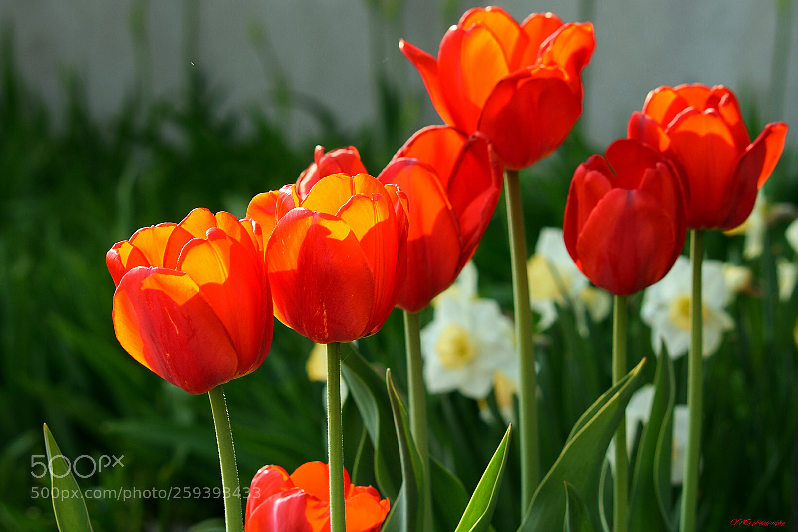 Nikon D7200 sample photo. Flores rojas photography