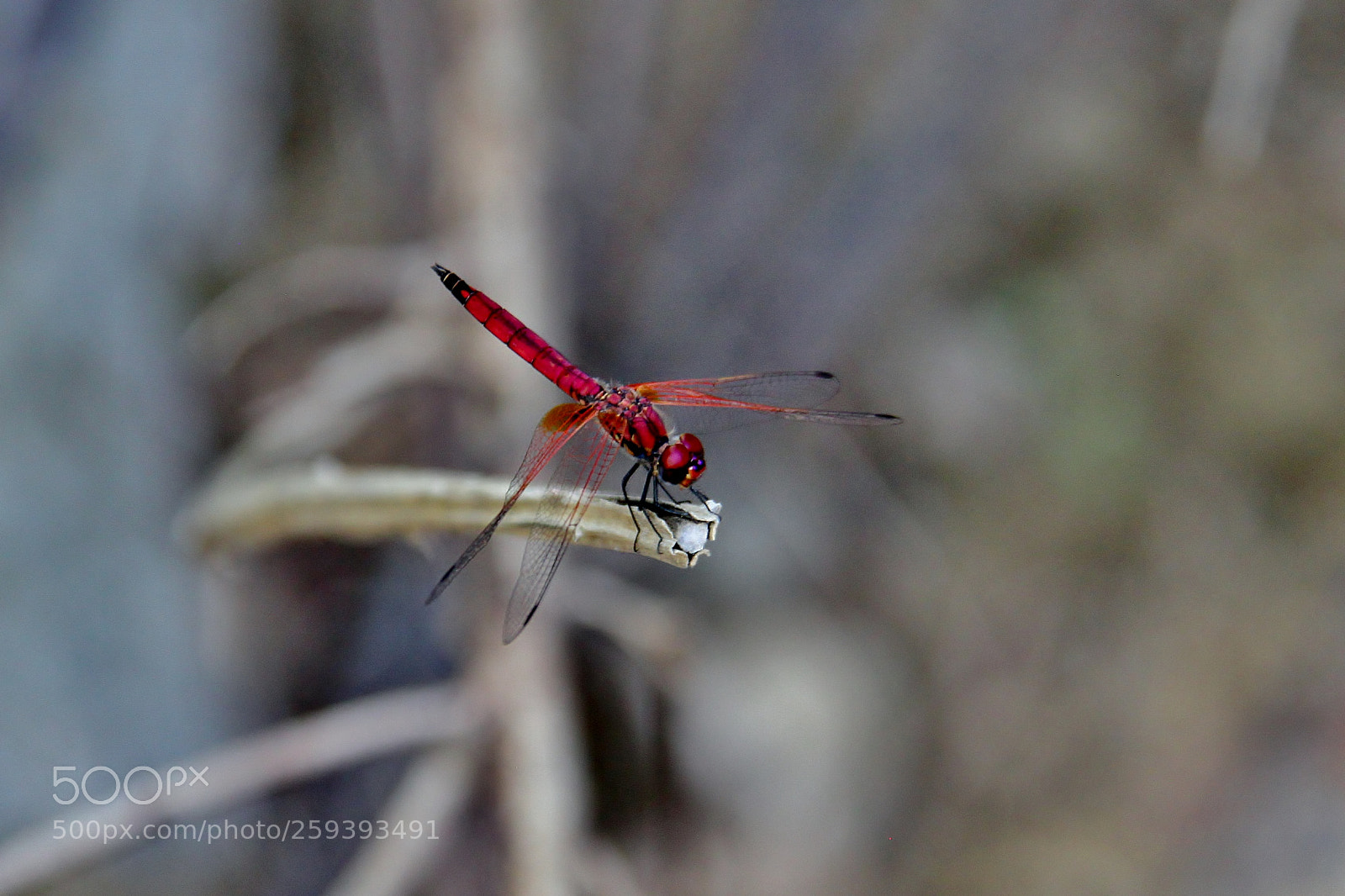 Canon EOS 500D (EOS Rebel T1i / EOS Kiss X3) sample photo. Madagaskar () photography