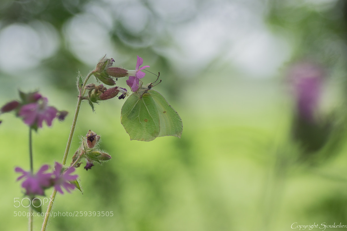 Pentax K-3 sample photo. Hanging out. photography