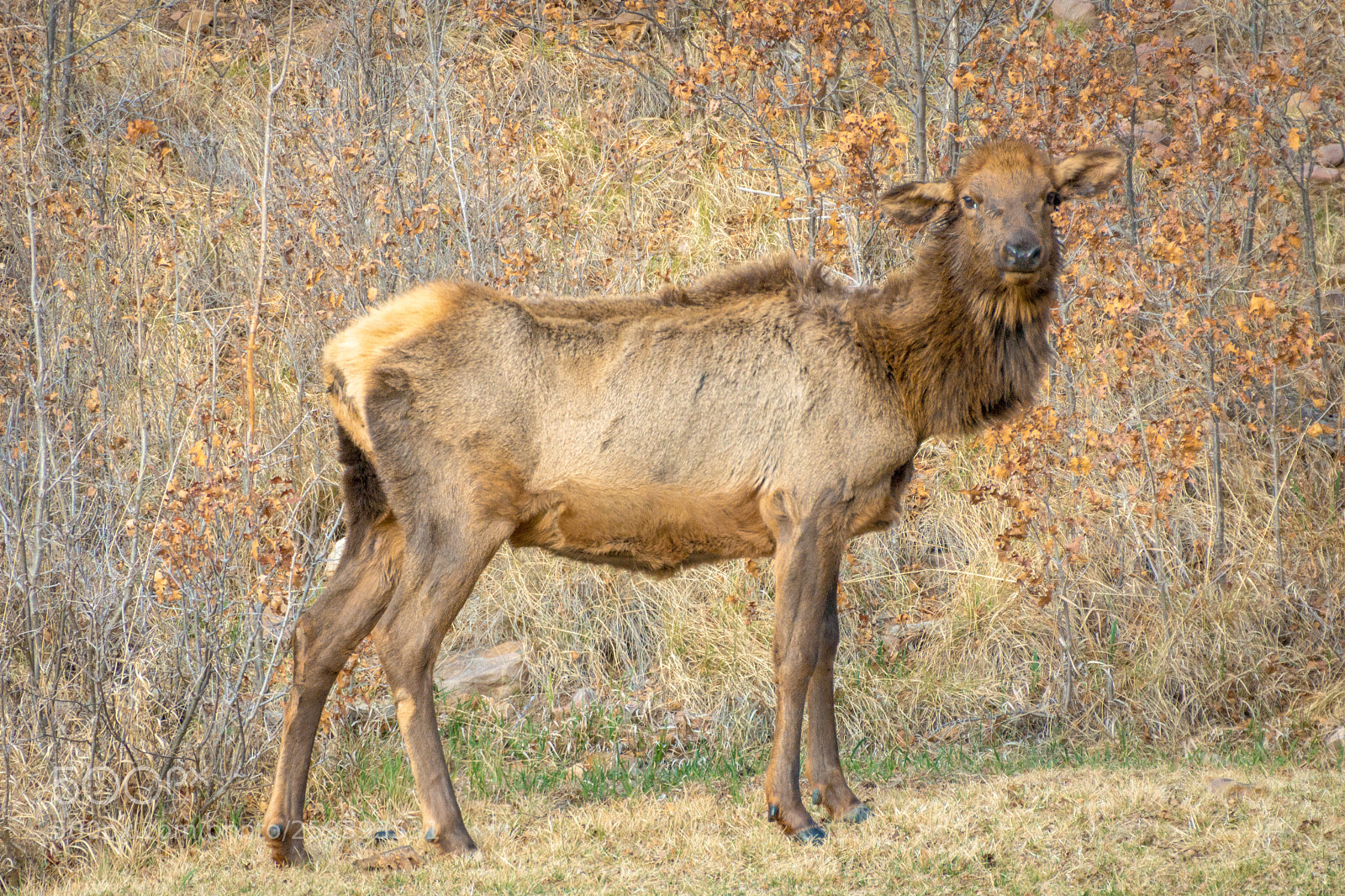 Sony SLT-A65 (SLT-A65V) sample photo. The elk photography
