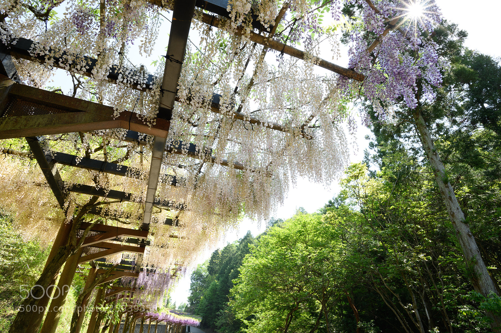 Nikon D850 sample photo. White wisteria's corridor photography