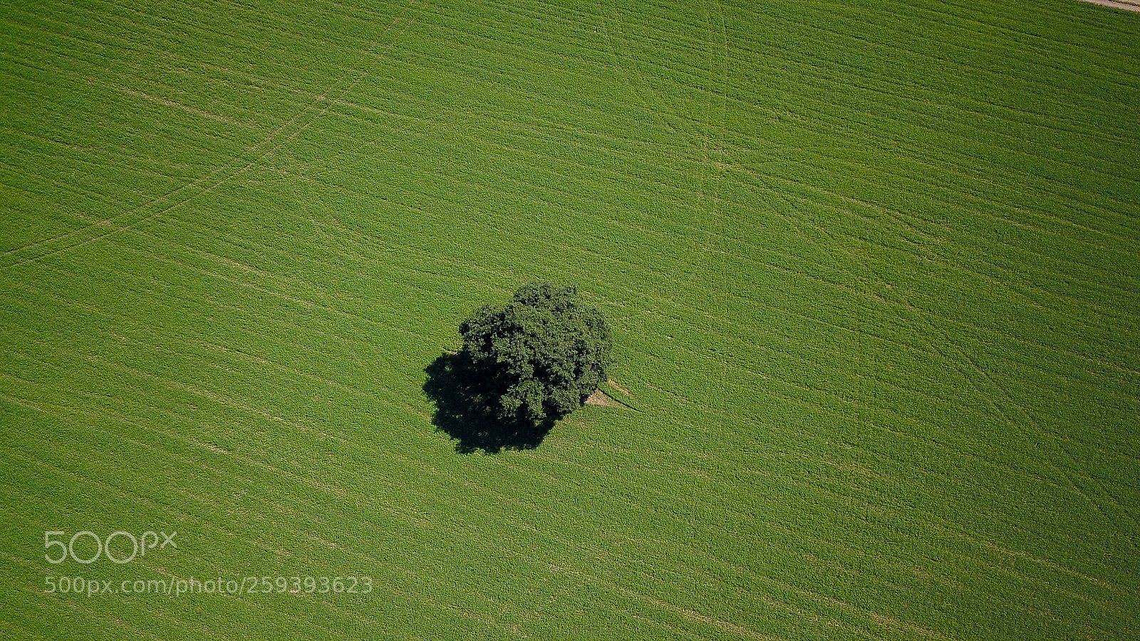 DJI FC220 sample photo. Tree photography