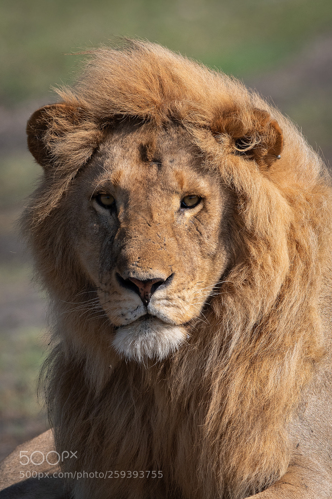 Nikon D500 sample photo. Majestic photography