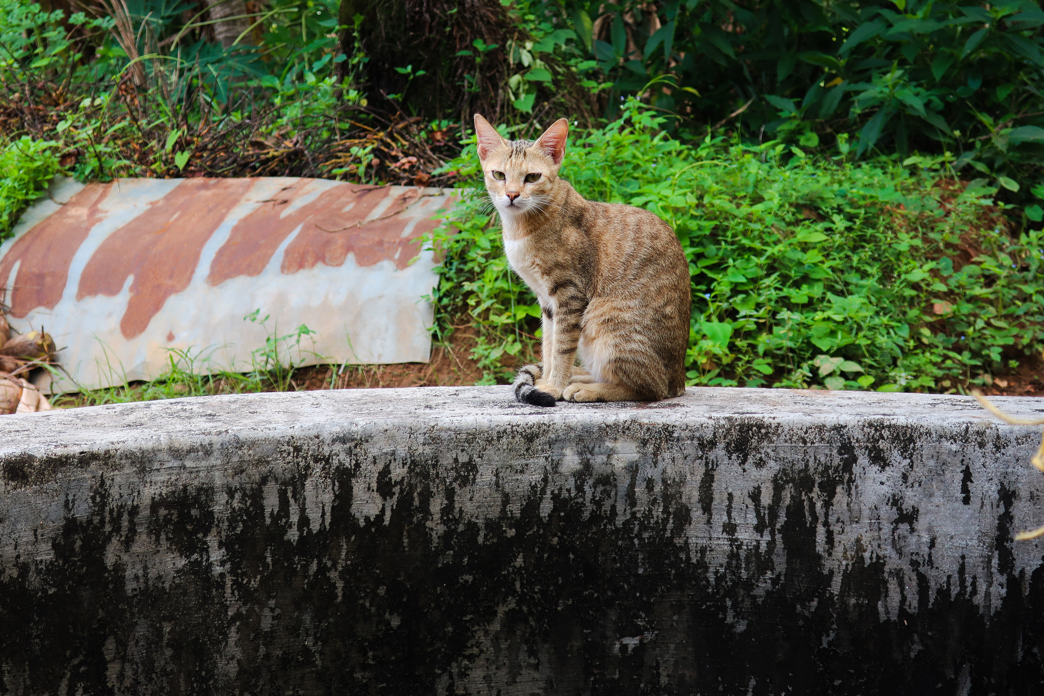 Canon PowerShot G9 X Mark II sample photo. Calm cat photography