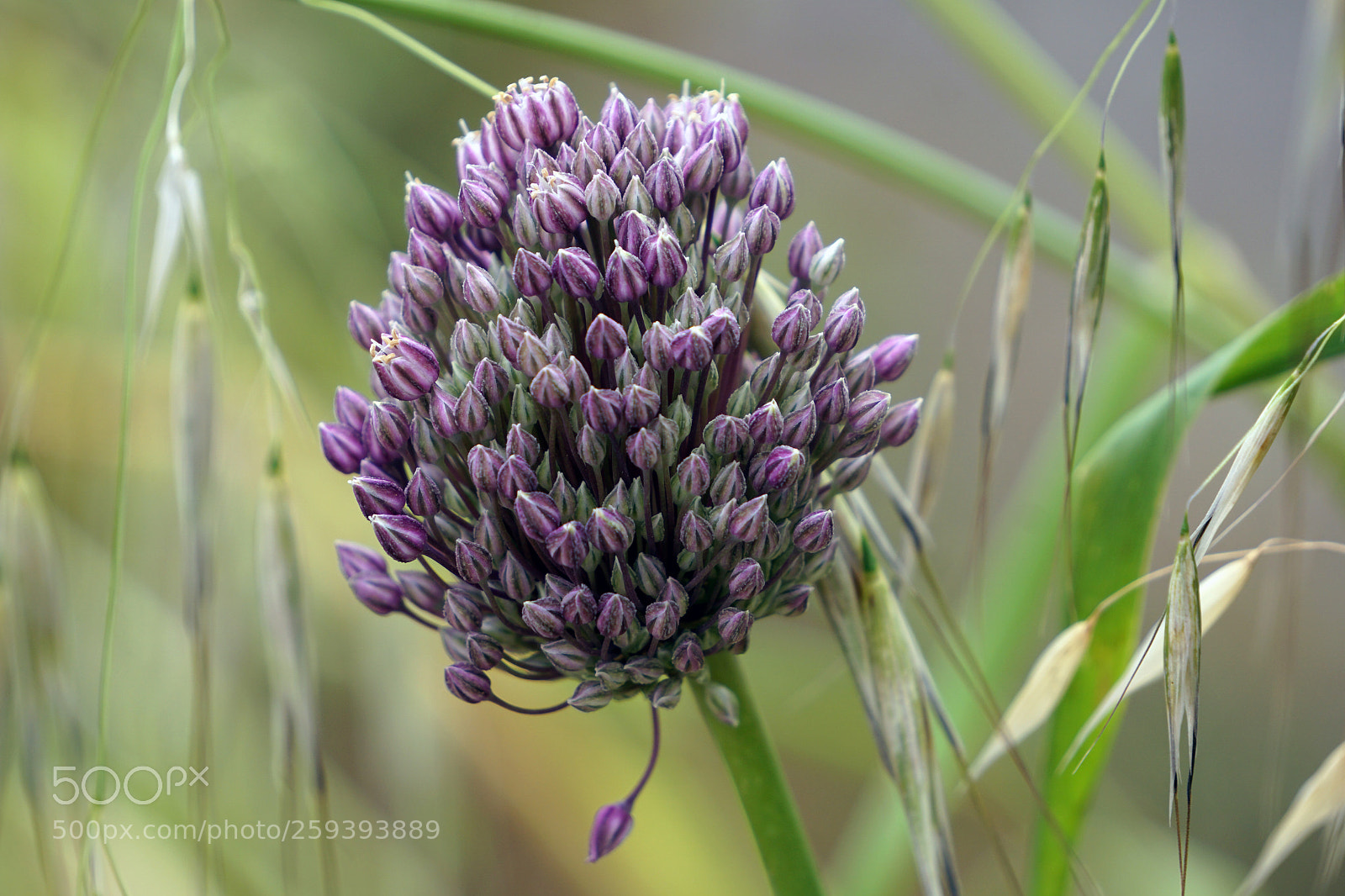 Sony a6000 sample photo. Allium photography