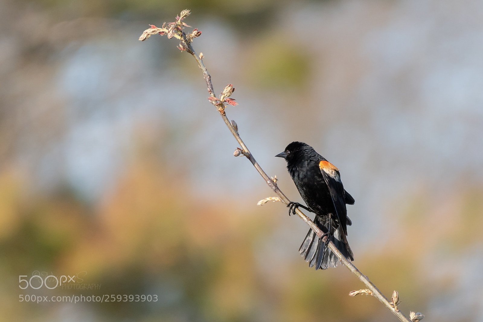 Nikon D500 sample photo. Red winged black bird photography