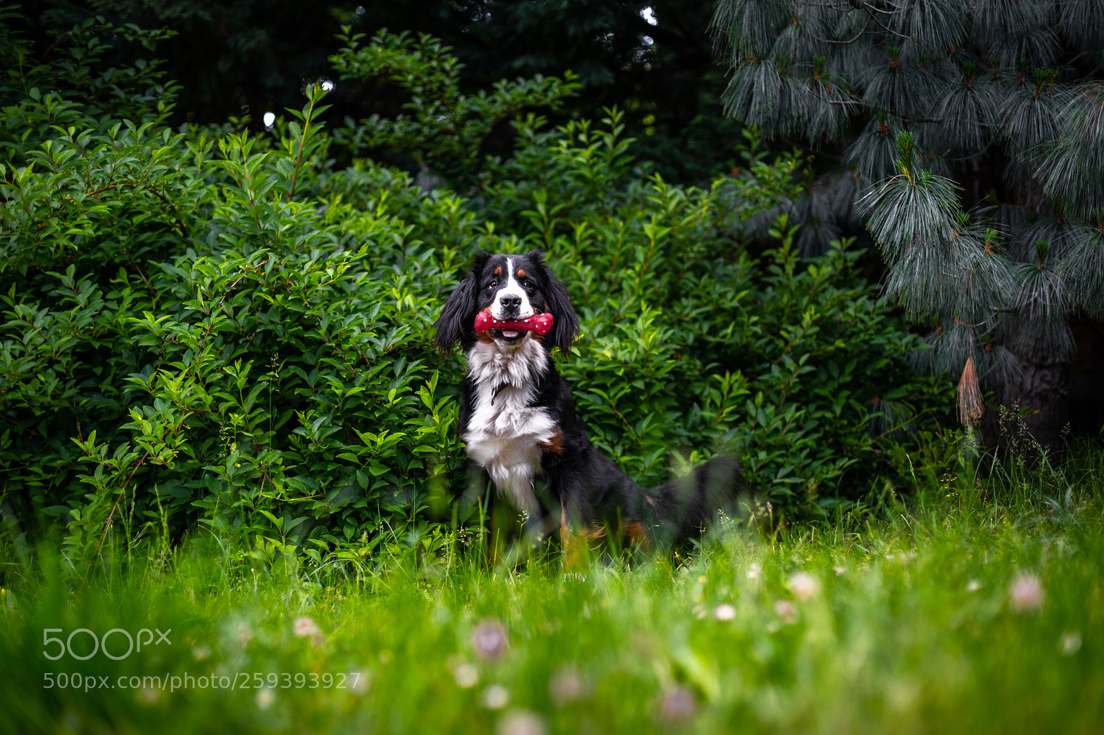 Sony a7 III sample photo. Molly photography