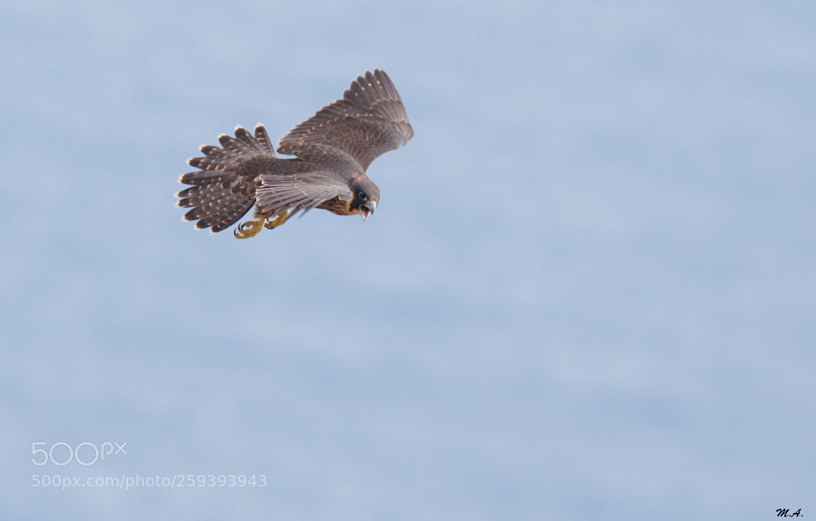 Canon EOS 6D sample photo. The peregrine falcon island photography