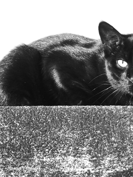 Sony Cyber-shot DSC-HX9V sample photo. Black half cat photography