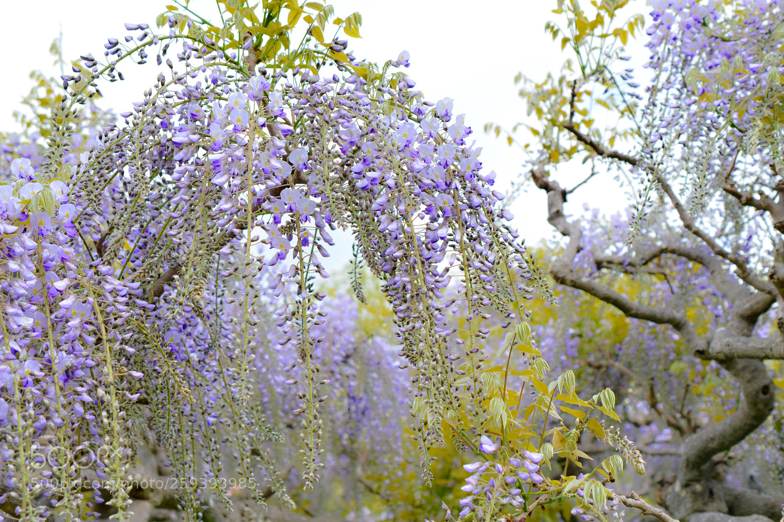 Nikon D3200 sample photo. Like a soft breeze ❁˚:*:・゜ photography