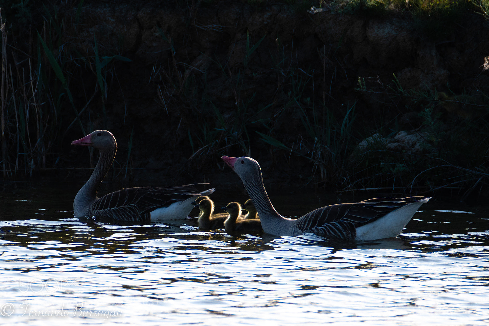Nikon D500 sample photo. Goose and family photography