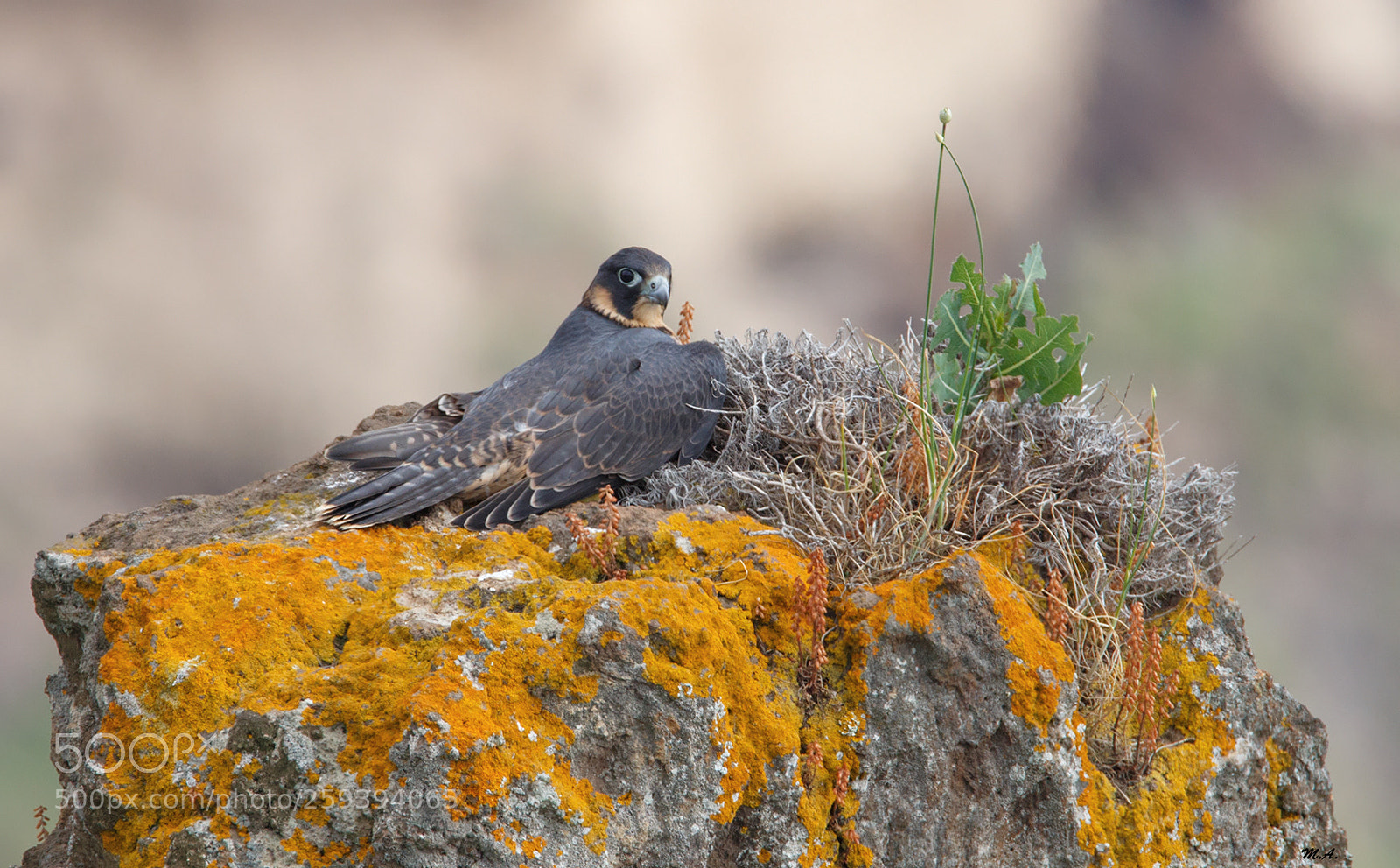 Canon EOS 6D sample photo. The peregrine falcon island photography