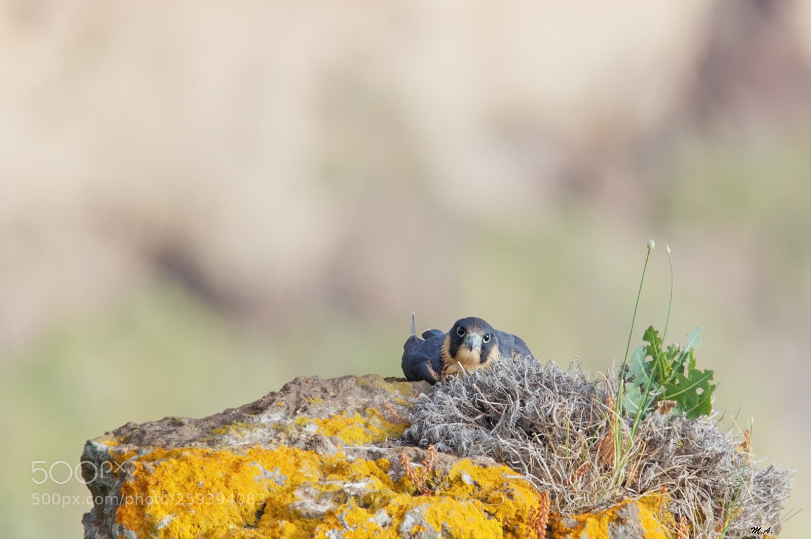 Canon EOS 6D sample photo. The peregrine falcon island photography