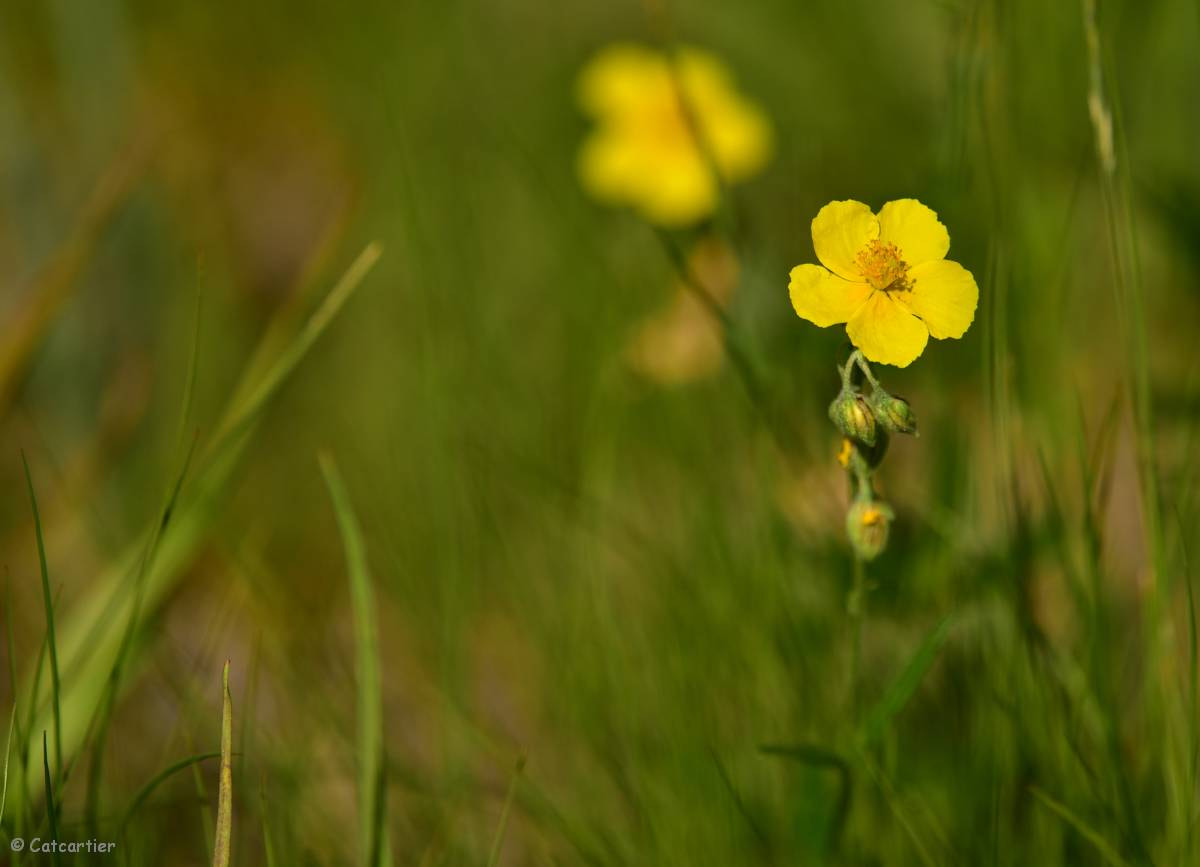 Nikon D750 + Nikon Nikkor AF-S 300mm F4E PF ED VR sample photo. Jaune photography