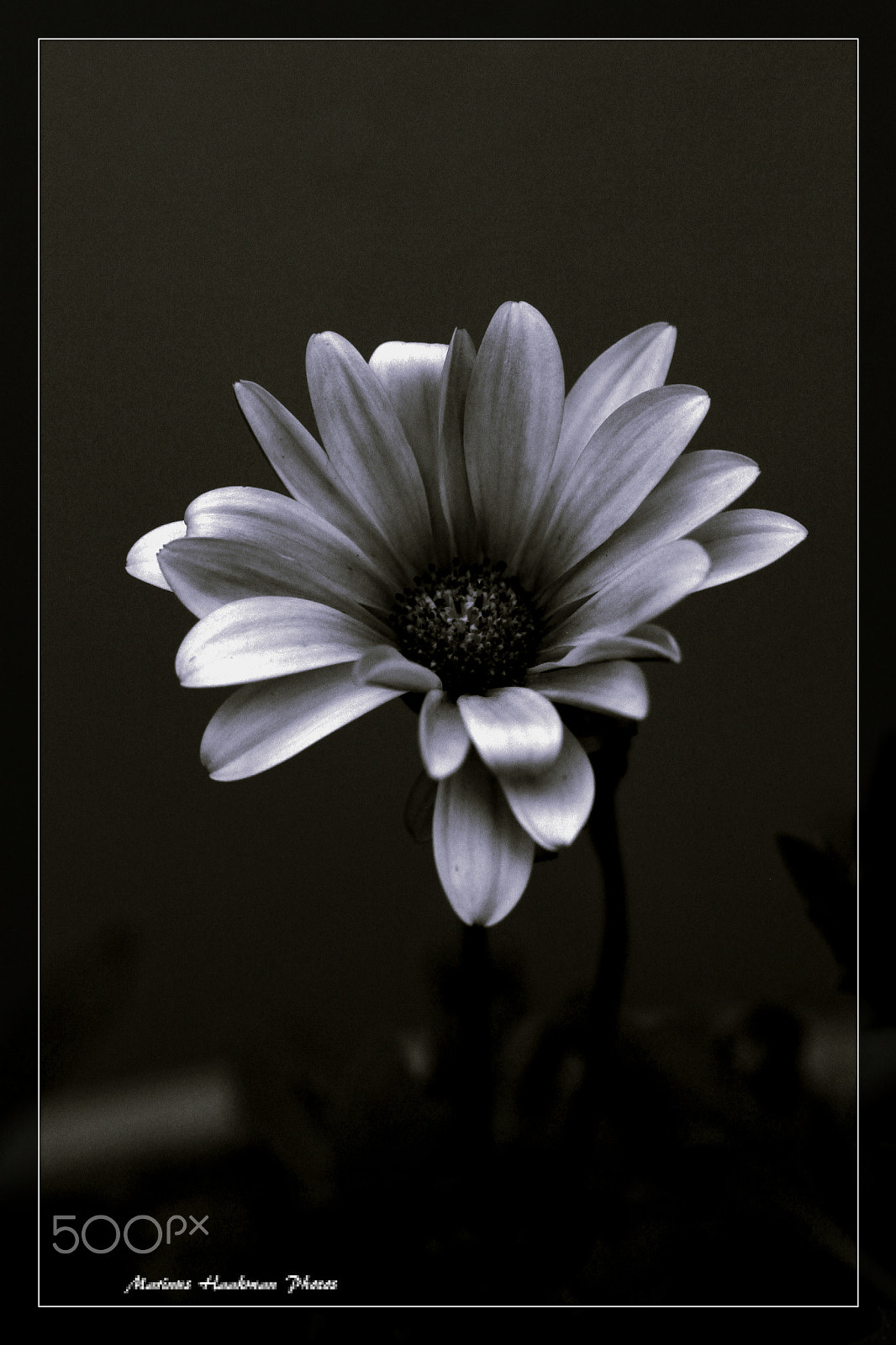 Canon EOS 500D (EOS Rebel T1i / EOS Kiss X3) + Canon EF 50mm F1.8 STM sample photo. Black and white daisy photography