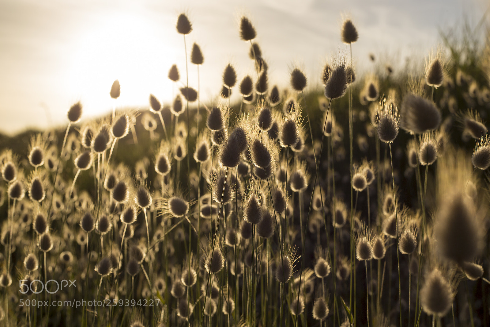 Canon EOS 6D sample photo. Hares tail grass sand photography