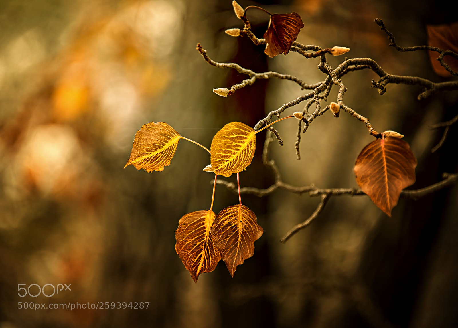 Nikon D800E sample photo. Autumn leaves photography