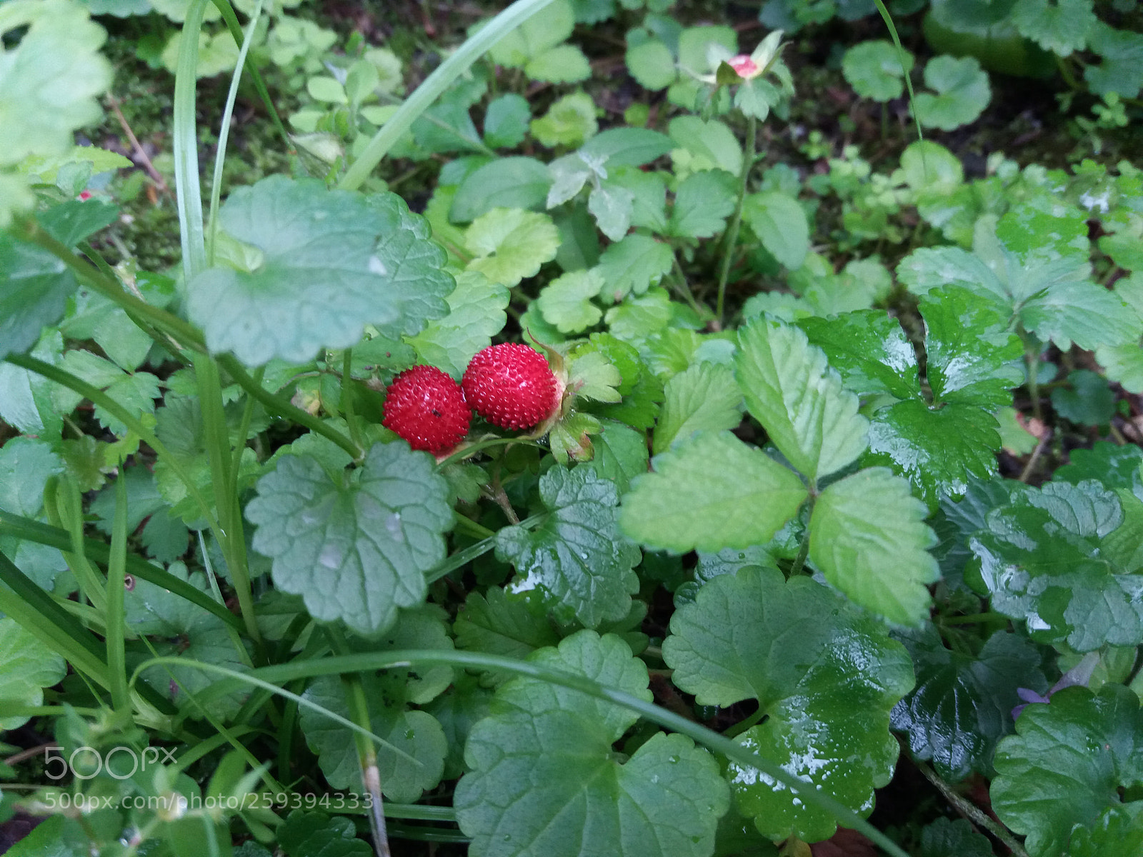 Samsung Galaxy J5(2016) sample photo. Untitled photography