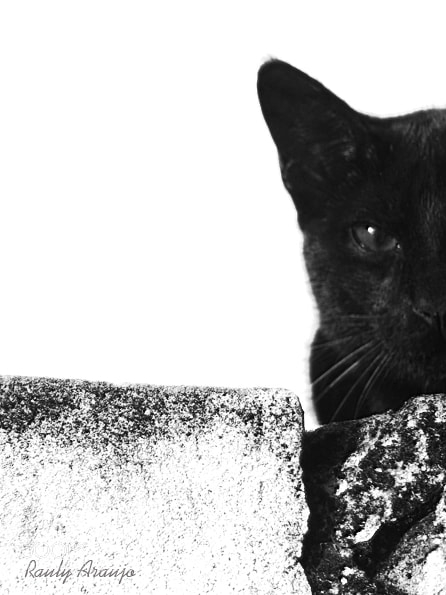 Sony Cyber-shot DSC-HX9V sample photo. Black half cat 001 photography