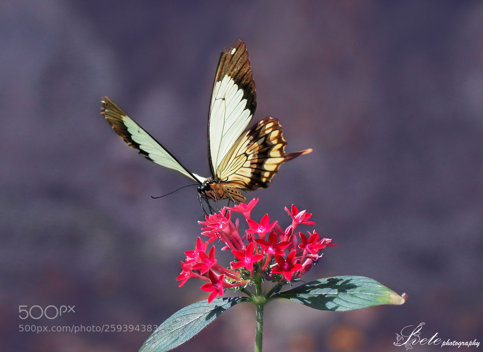 Canon EOS 700D (EOS Rebel T5i / EOS Kiss X7i) sample photo. Papilio dardanus photography