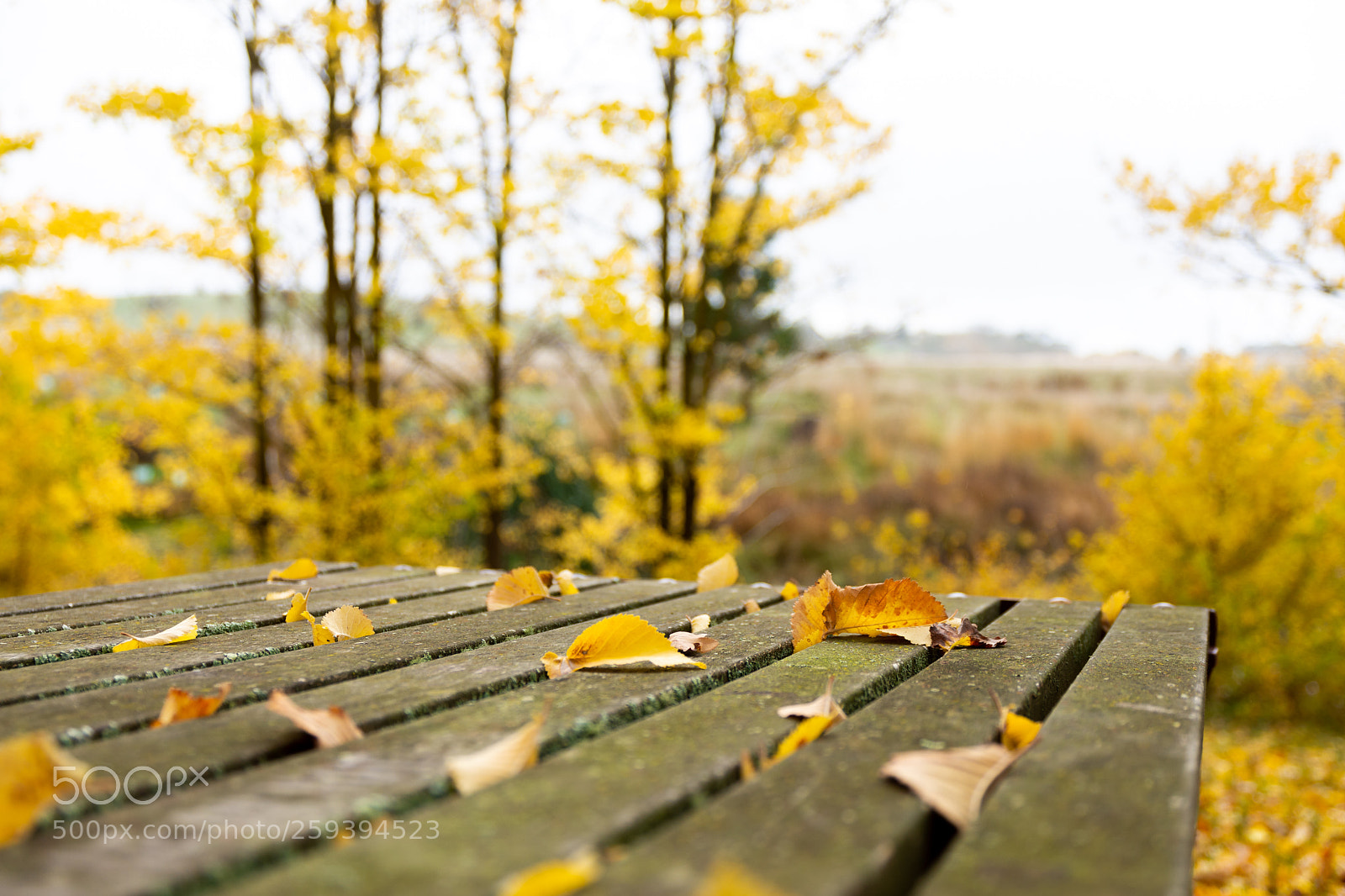 Nikon D7200 sample photo. Kyneton photography