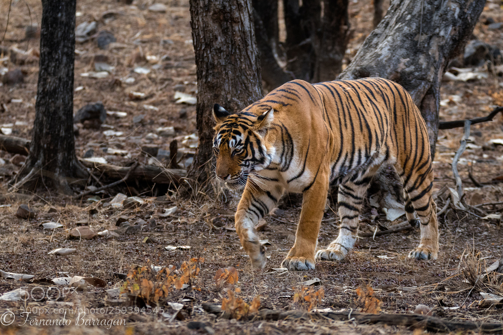 Nikon D500 sample photo. Tigre (de ) photography