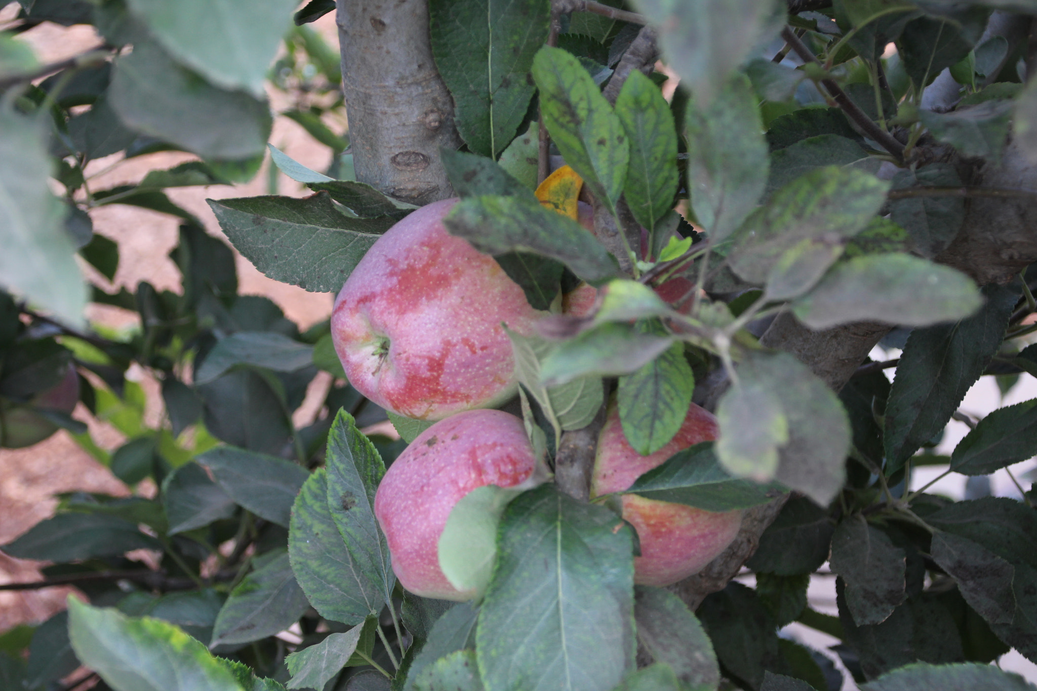 Canon EOS 700D (EOS Rebel T5i / EOS Kiss X7i) + Canon TS-E 90mm F2.8 Tilt-Shift sample photo. Fruits photography