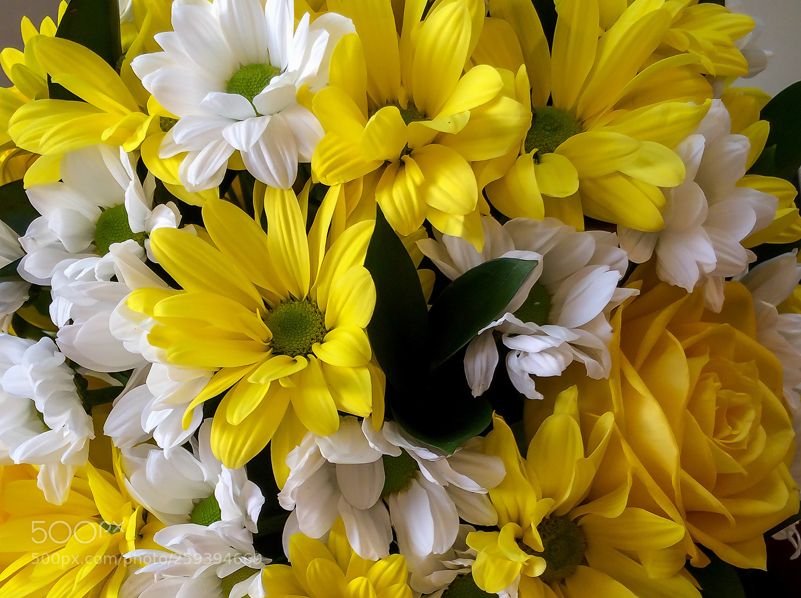 Apple iPhone 5s sample photo. Flowers photography