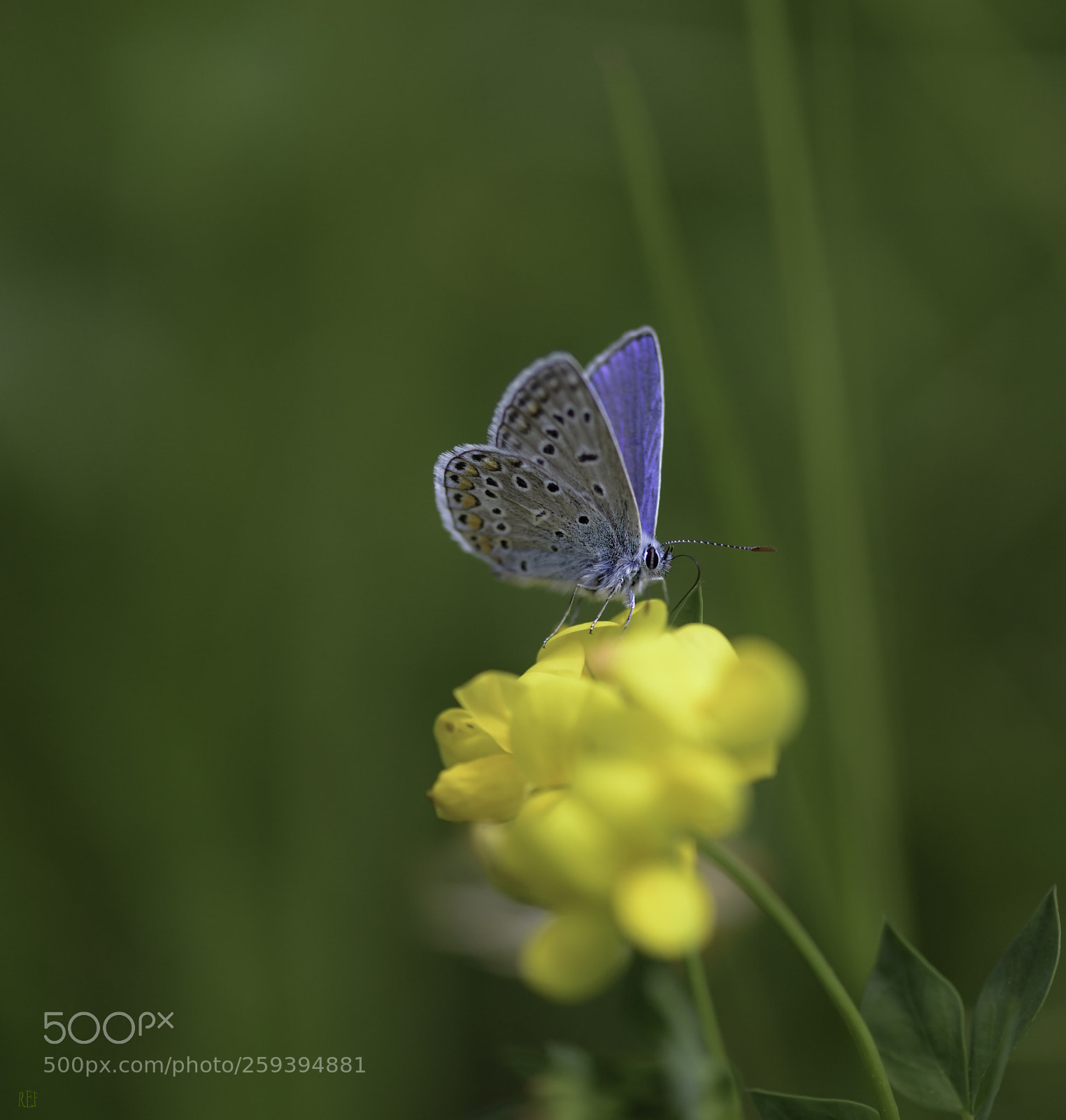 Nikon D750 sample photo. Azuré commun photography