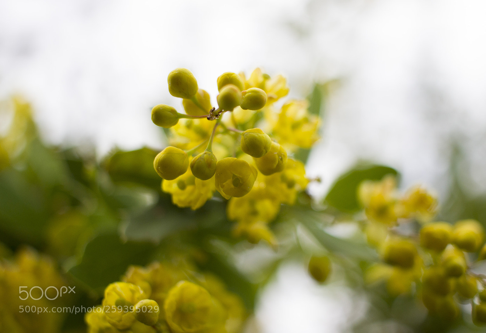 Canon EOS 600D (Rebel EOS T3i / EOS Kiss X5) sample photo. Yellow photography