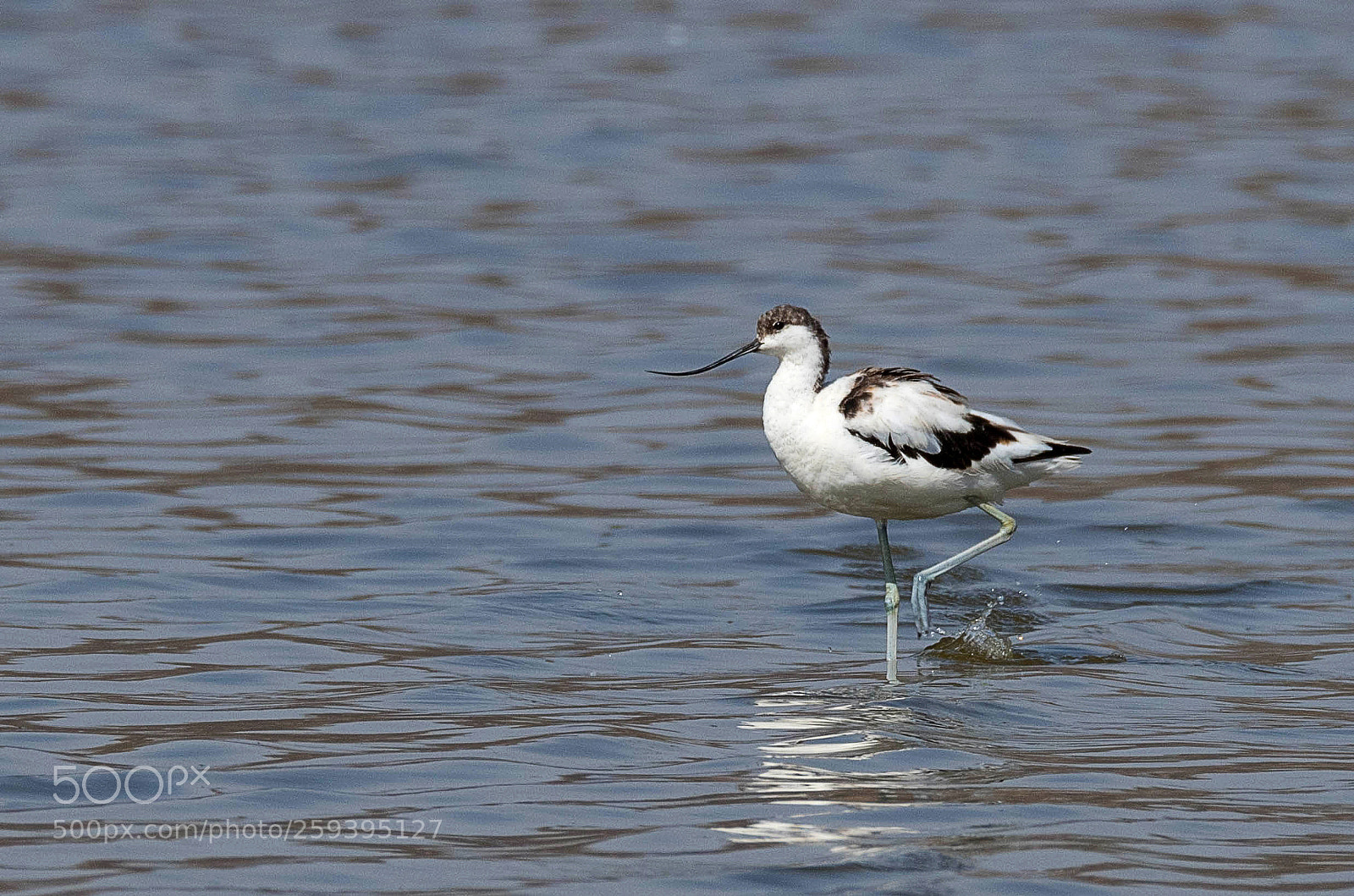 Nikon D500 sample photo. Avocet photography