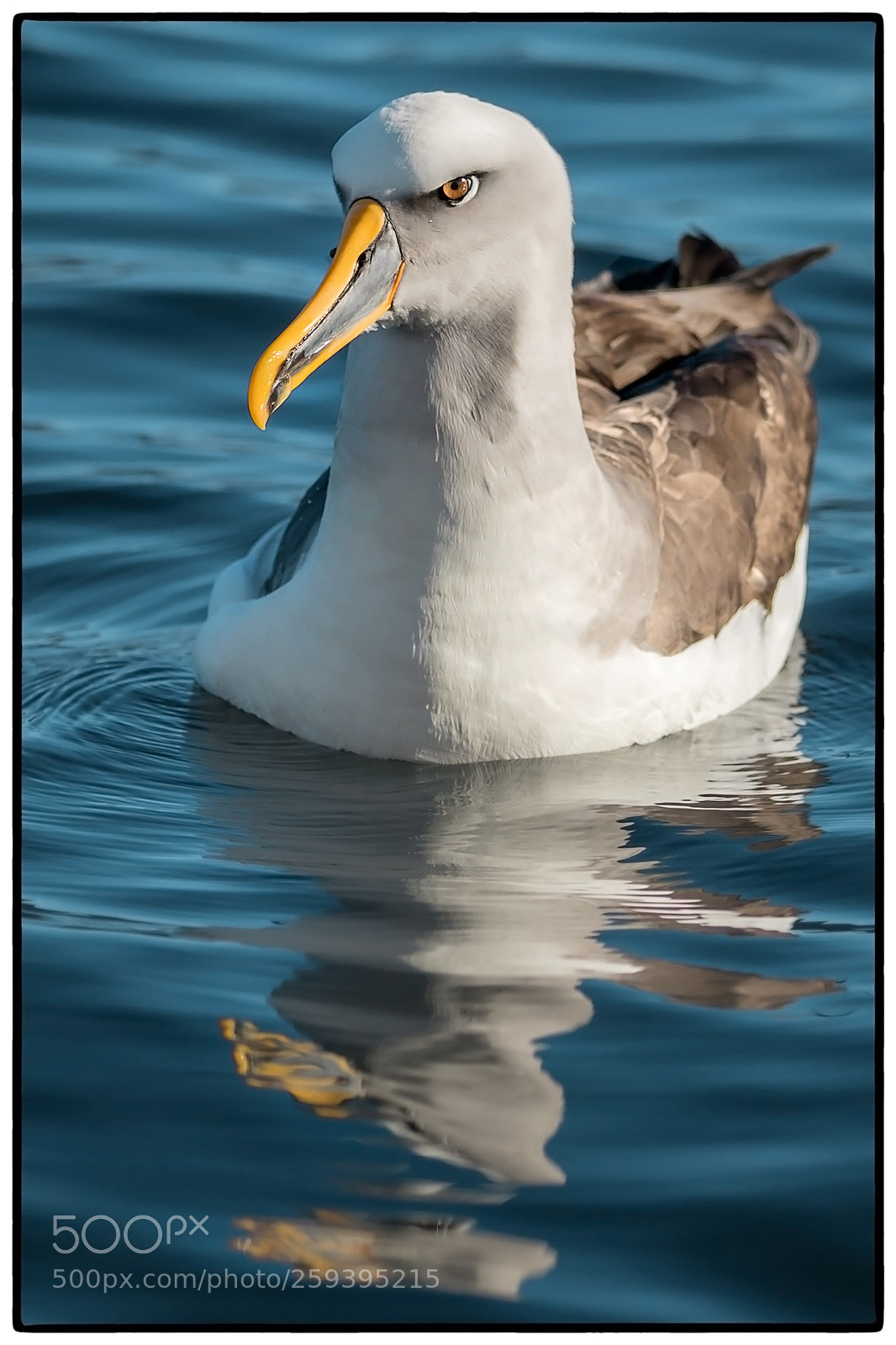 Canon EOS 5D Mark IV sample photo. Bullers mollymawk albatross photography