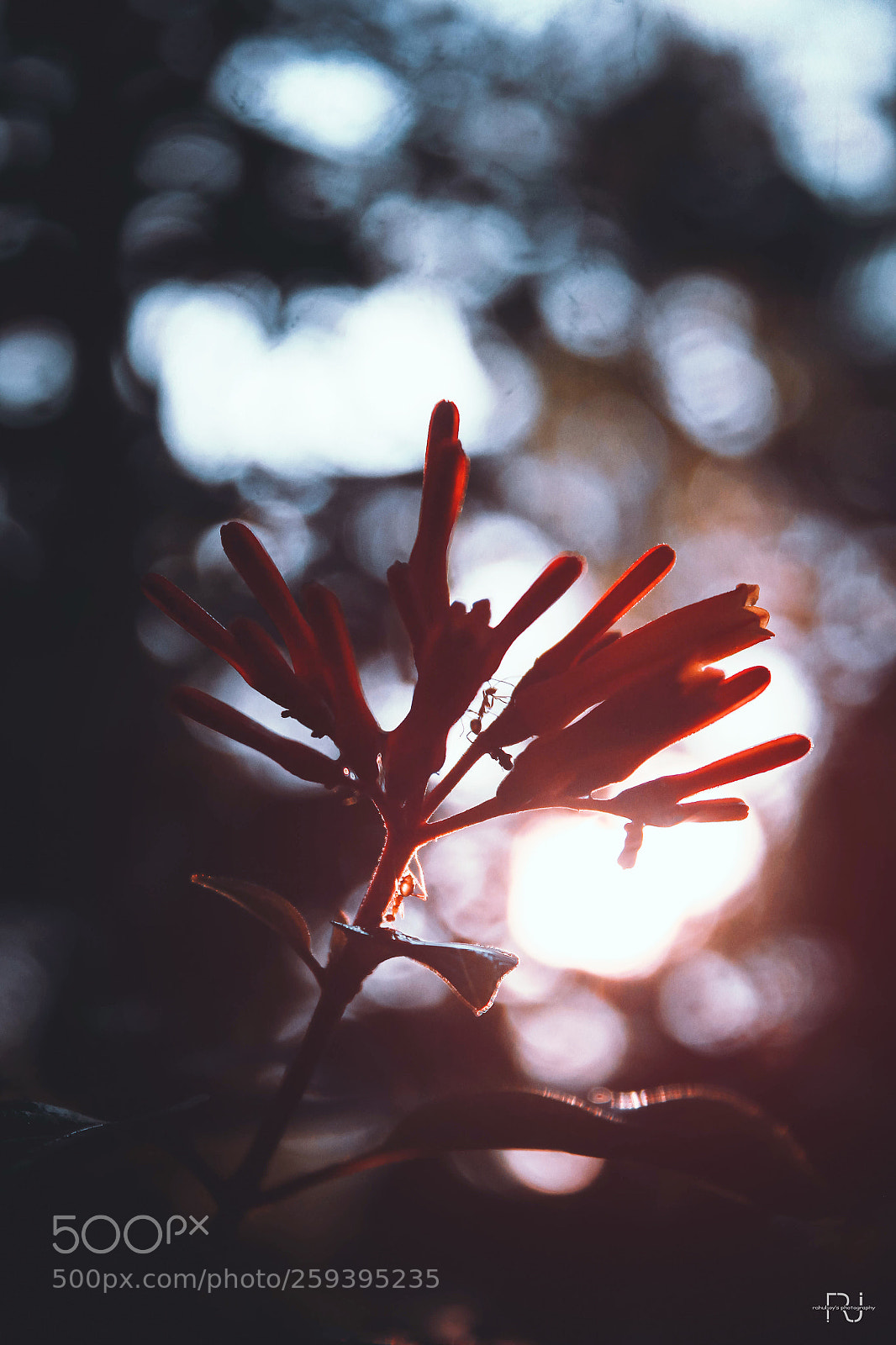 Canon EOS 60D sample photo. Sun kissed photography