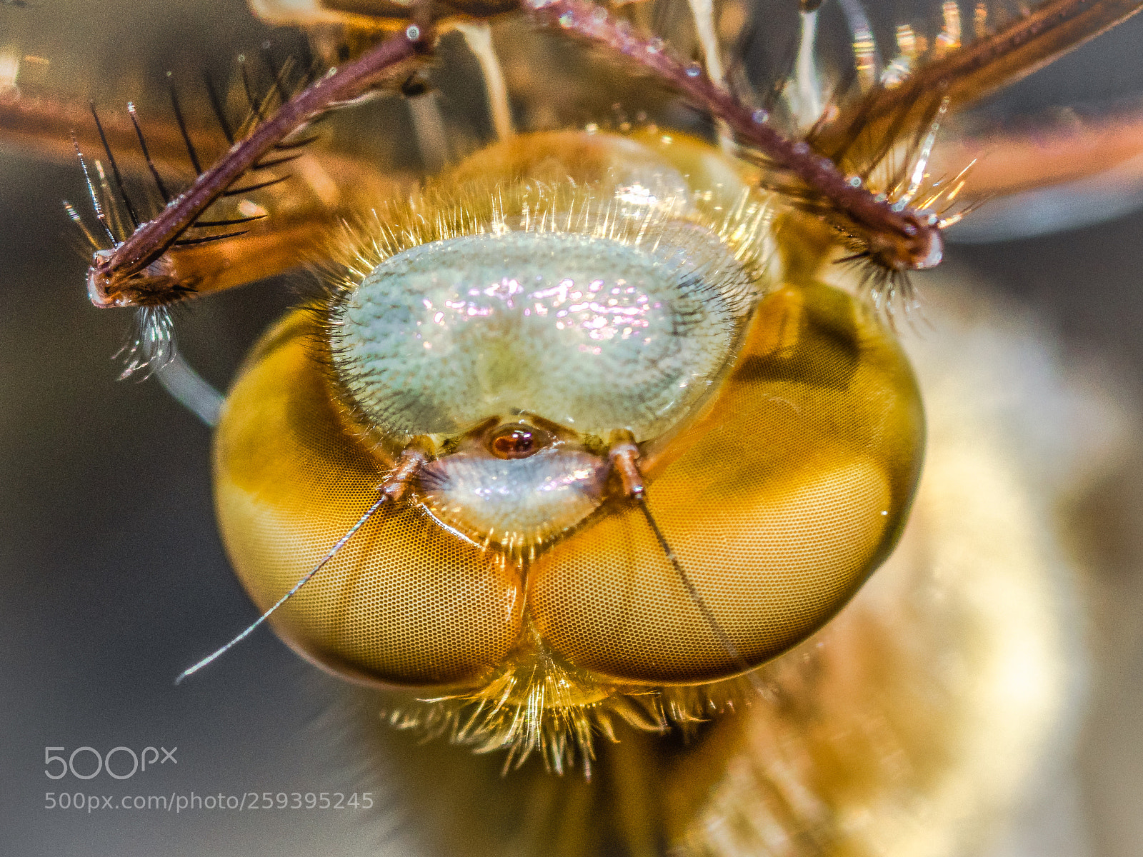 Olympus OM-D E-M1 sample photo. Dragonfly eyes a new photography